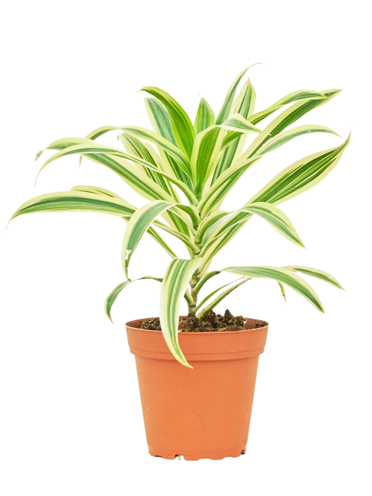 Dracaena 'Song of India'