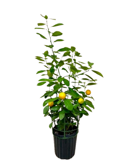 Citrus Calamondin (Philipino Lime)