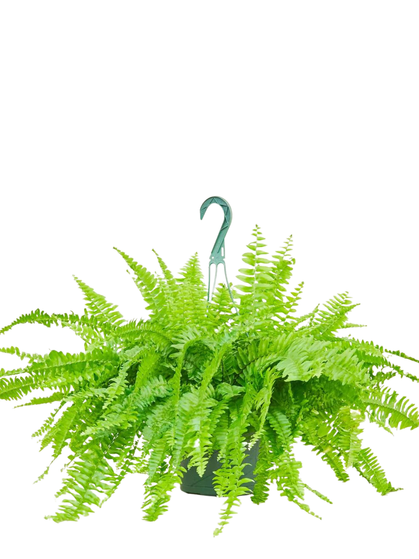 Boston Fern