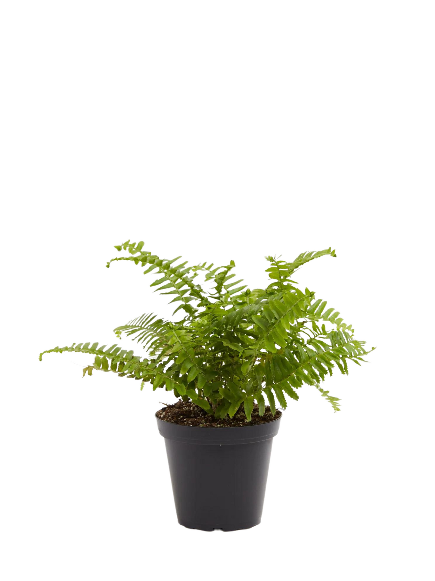 Boston Fern