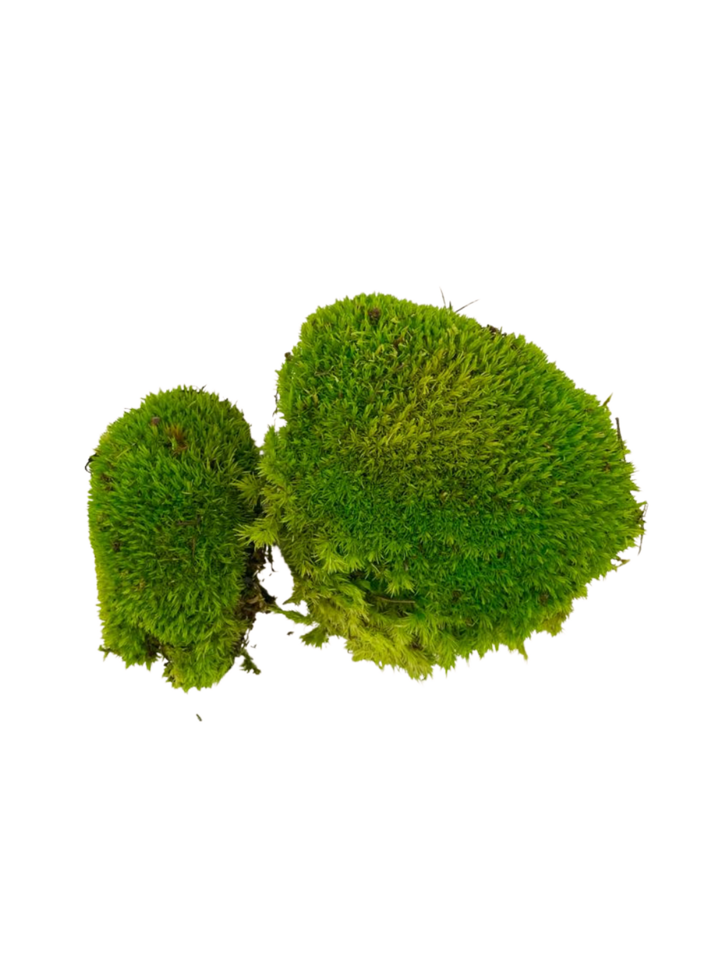 Pillow preserved moss (42 pieces)