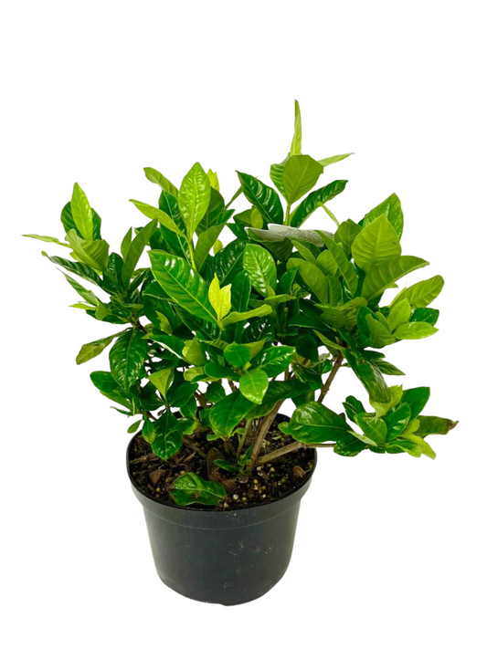 Gardenia (6”Grower Pot)