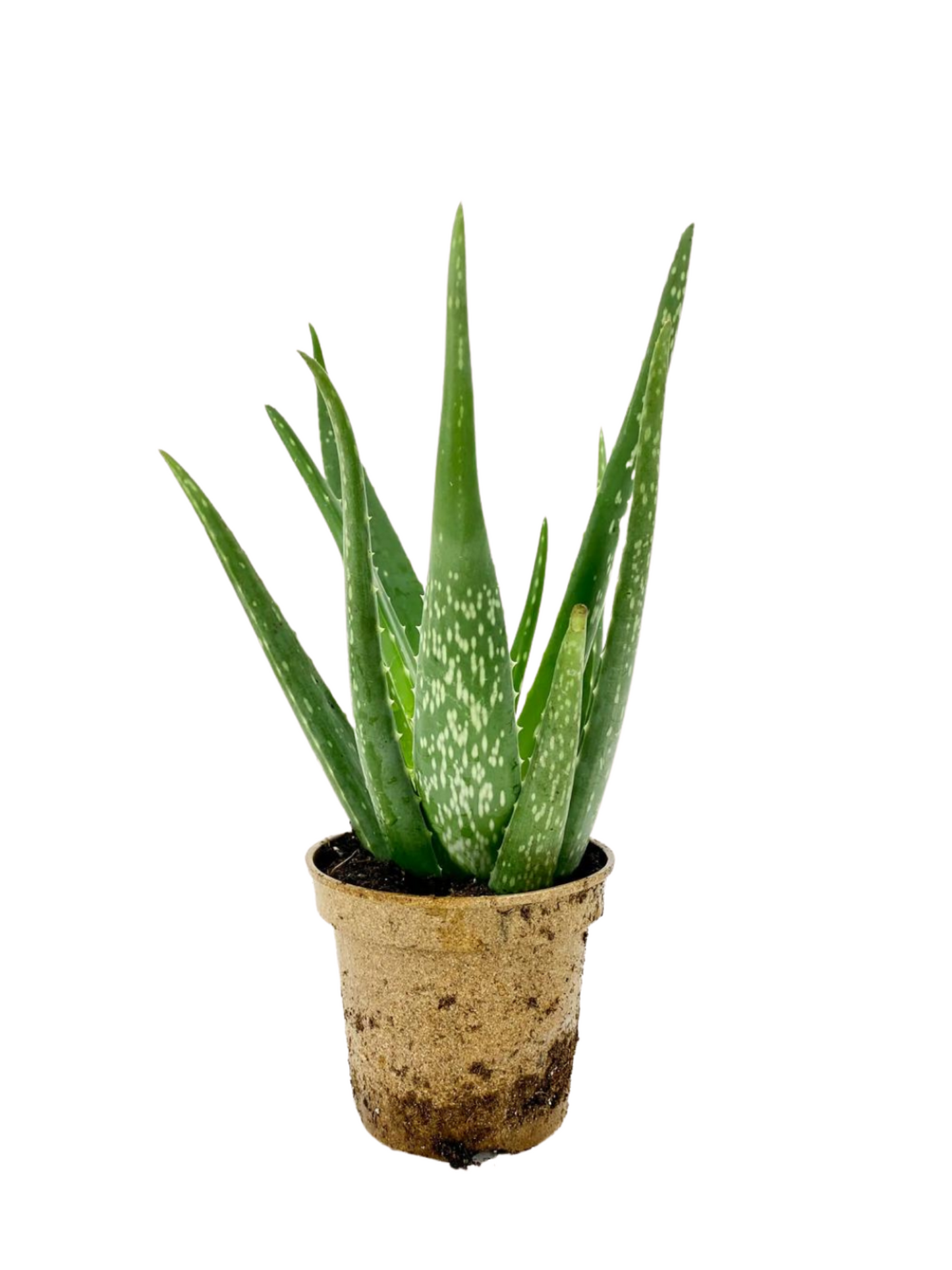 Organic Aloe Vera