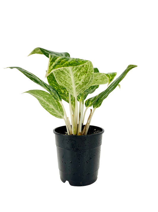 6”Aglaonema Golden Maddonna (Grower's Pot)