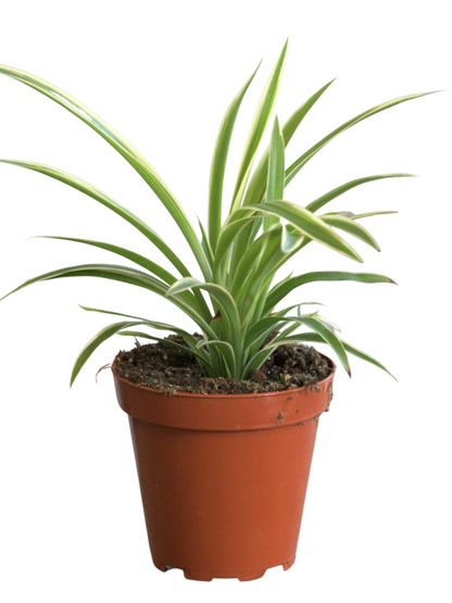 Spider Plant