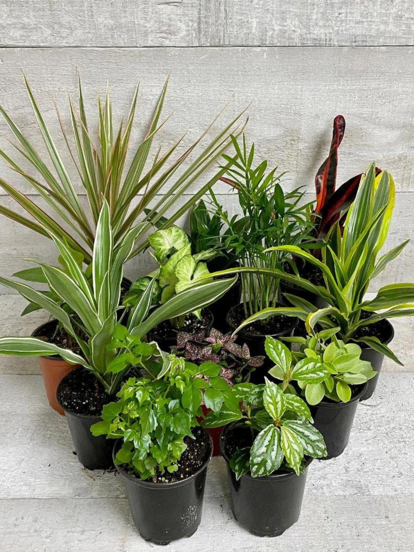 Tropical Houseplant Bundle (Holiday Special Offer)