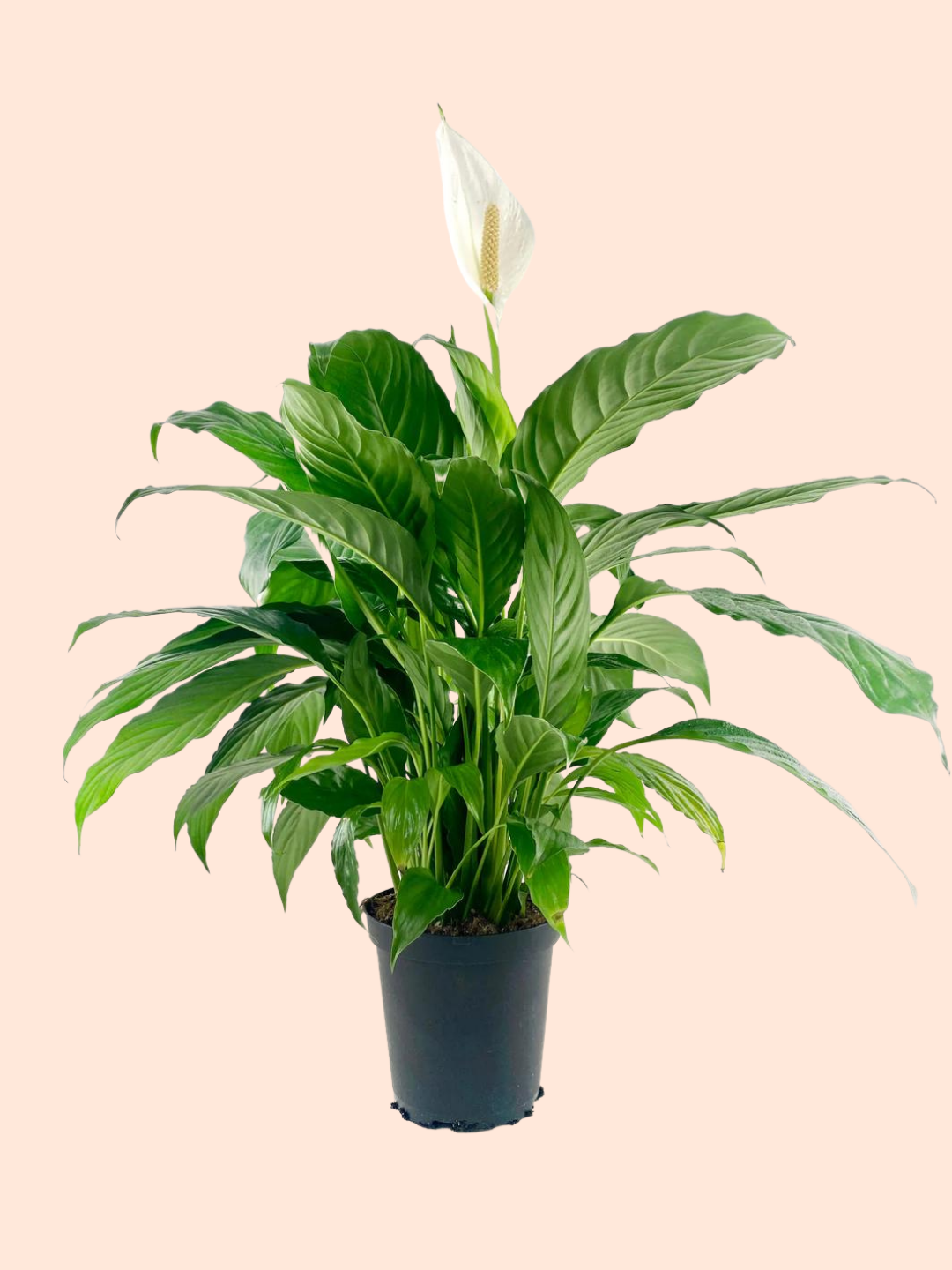 Peace Lily