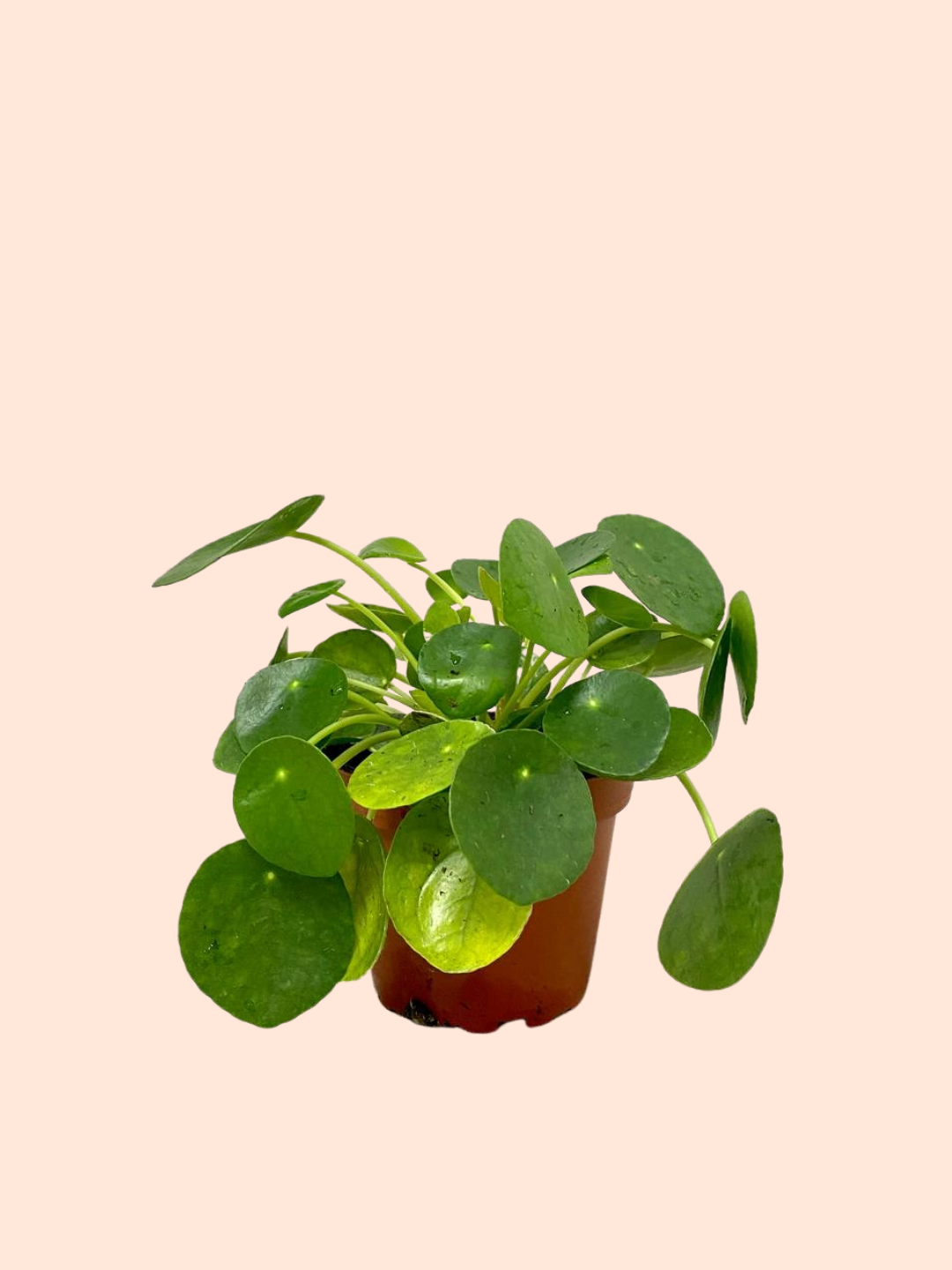 Pilea Plant