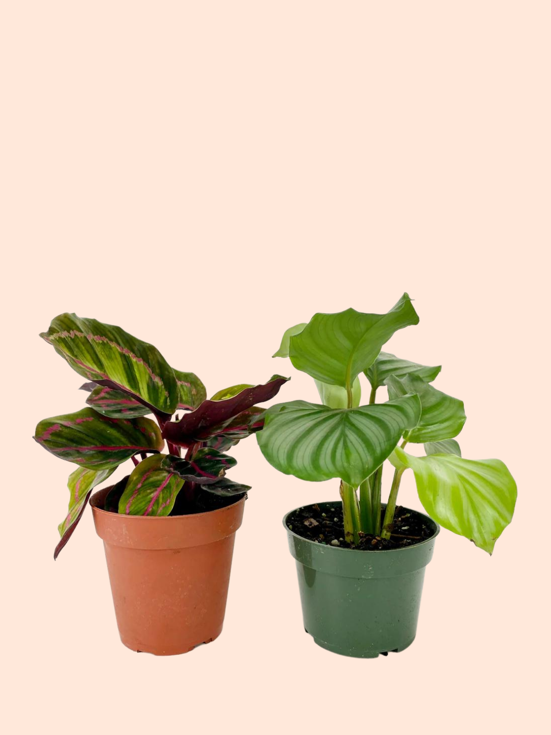 CALATHEA FAMILY ASSORTED