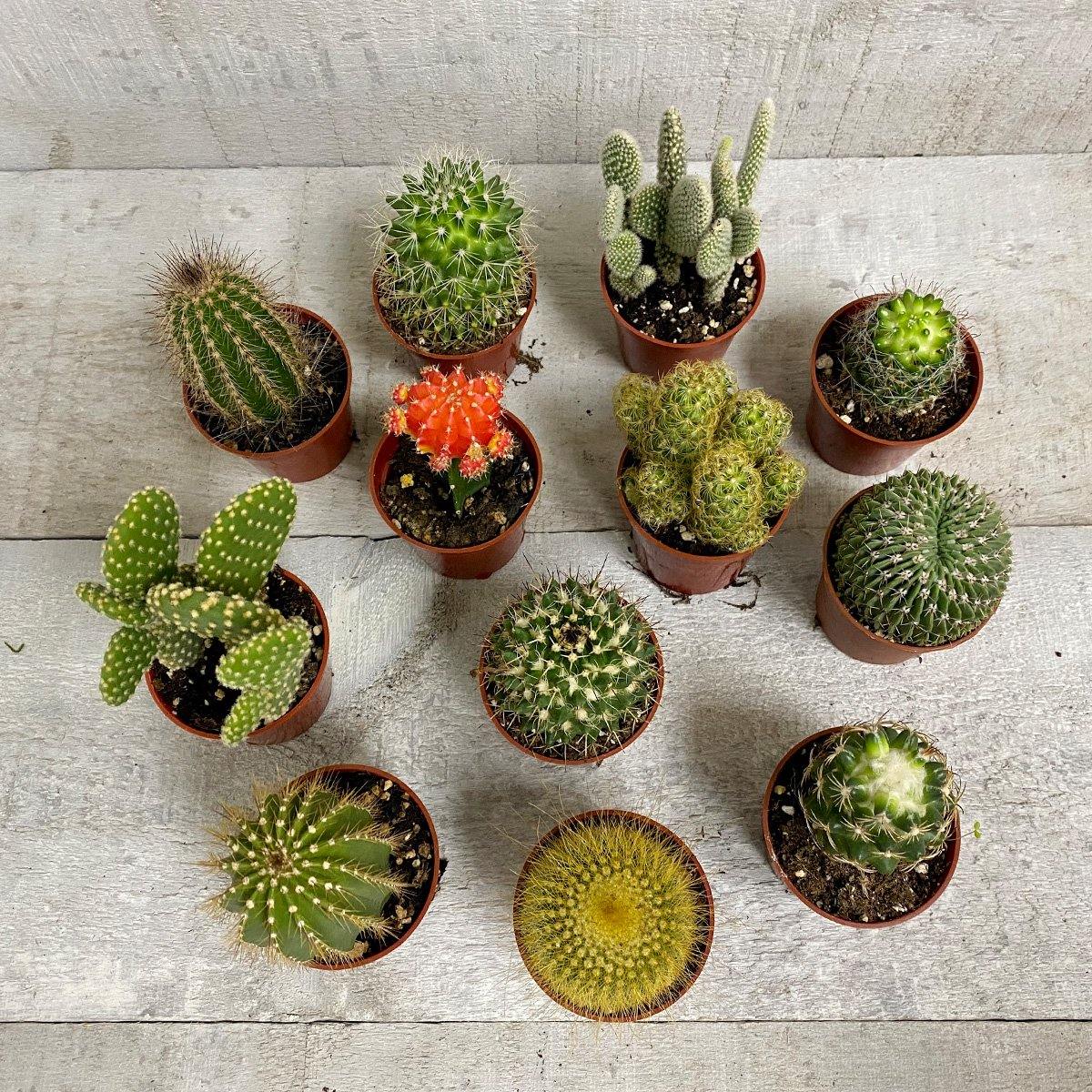 Spikey Cactus Pack - Geoponics Inc