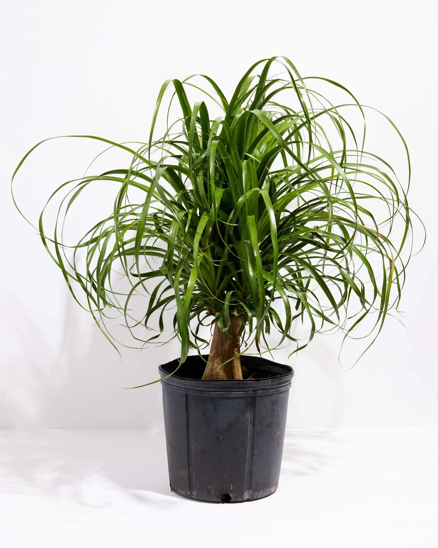 Ponytail palm in growing pot (ceramic pot $50)