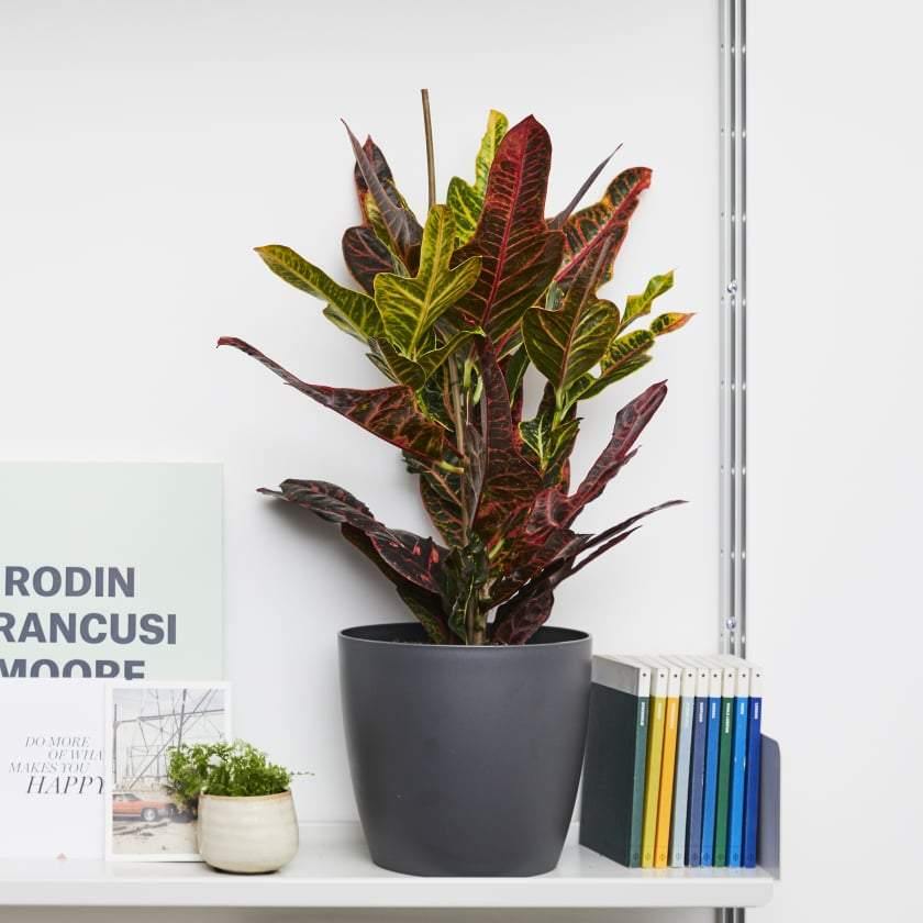 Croton (3.5" / 6" / 10" Grower Pots) - Geoponics Inc