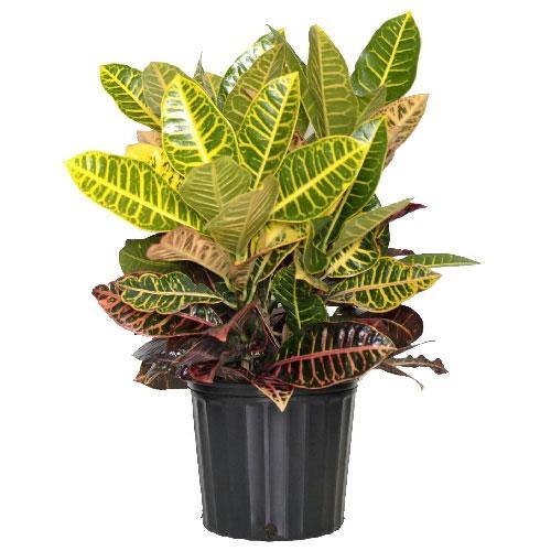 Croton Petra - Geoponics Inc