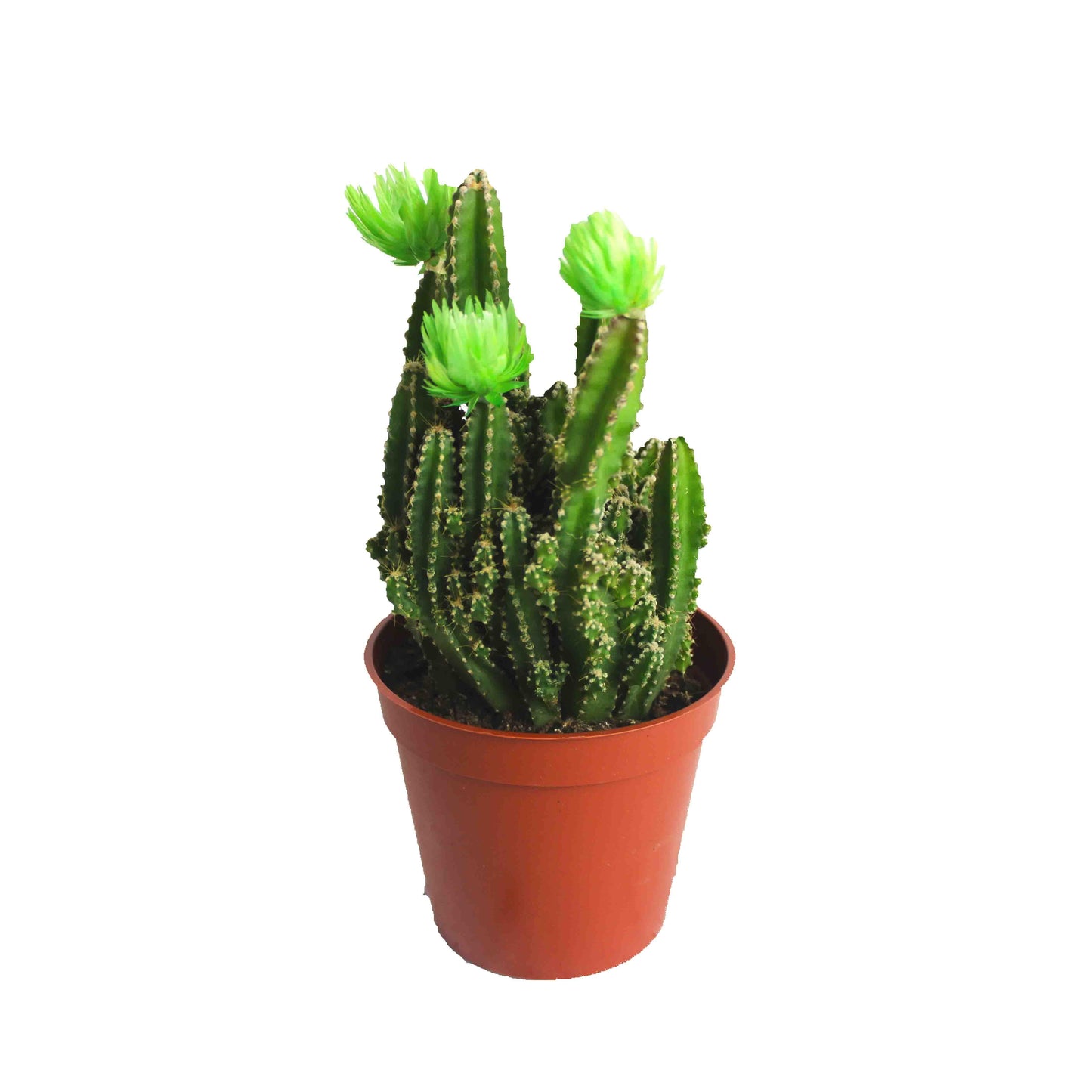 Fairy Cactus - Geoponics Inc