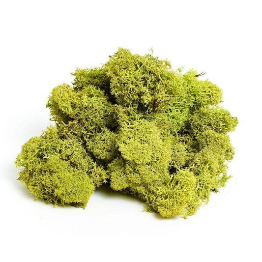 Reindeer Moss - Geoponics Inc