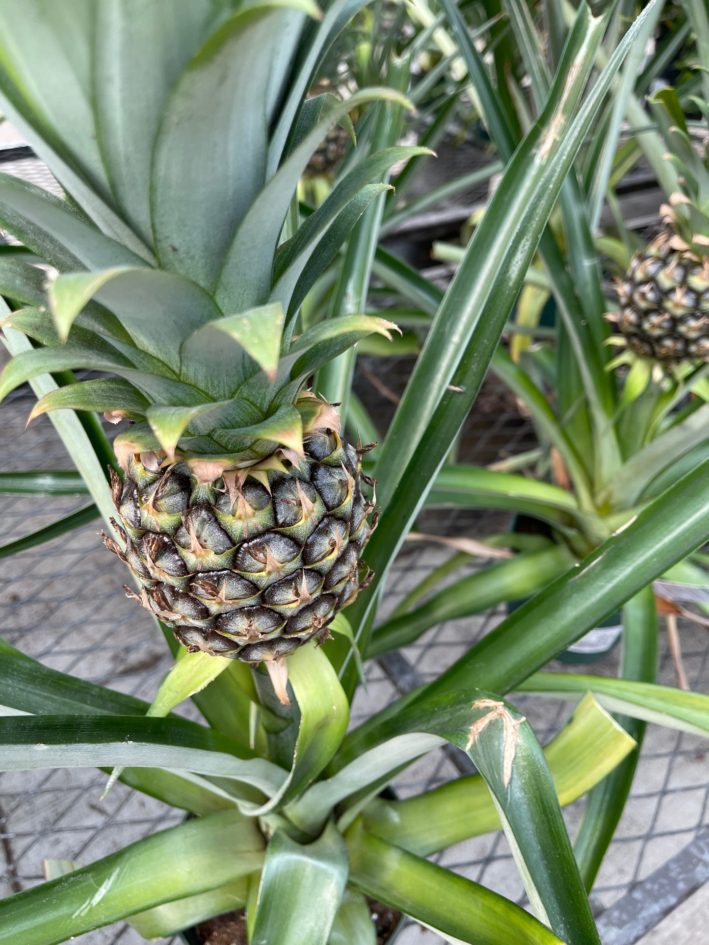 Pineapple Plant (grower pot)