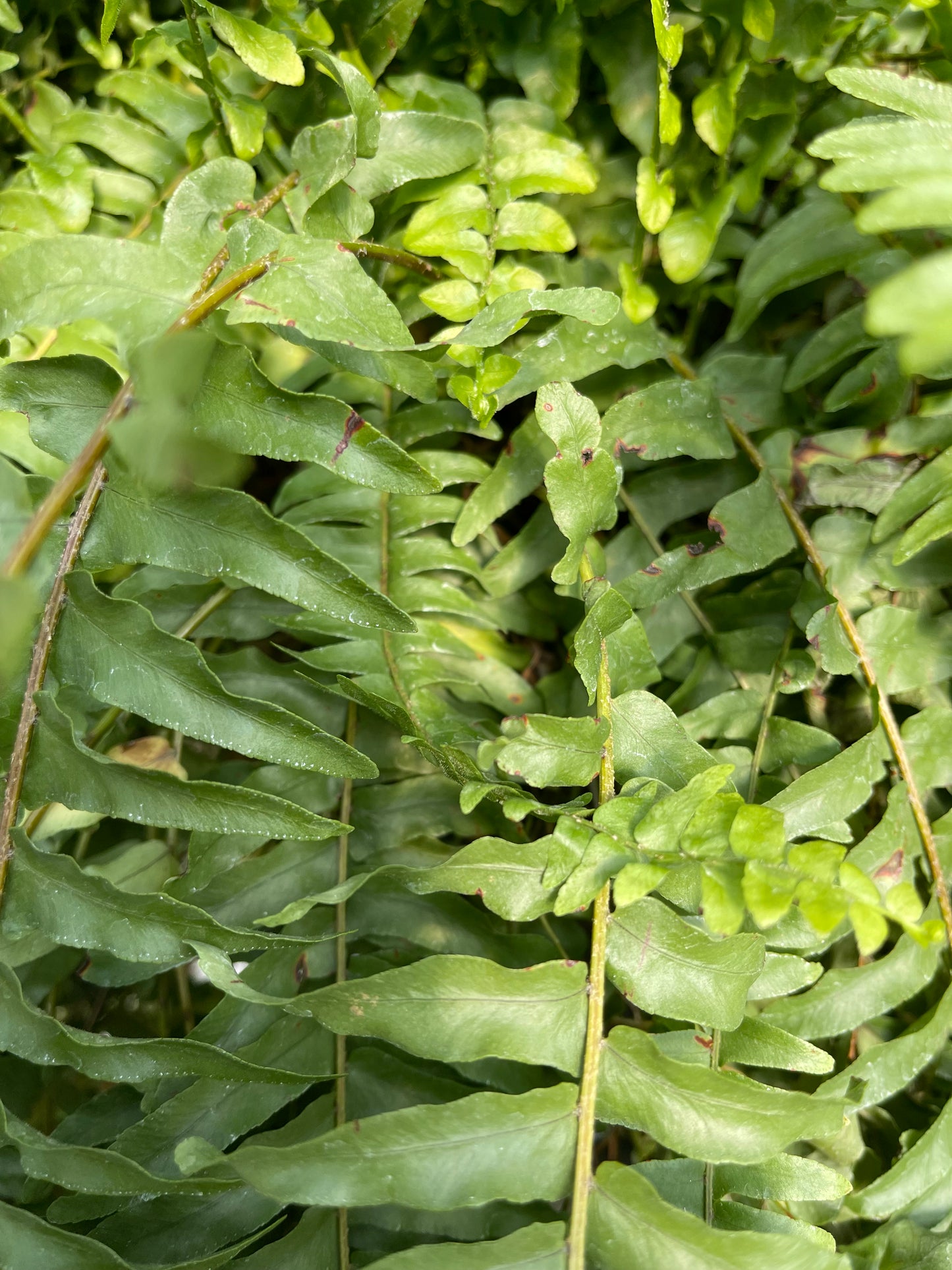 Boston Fern