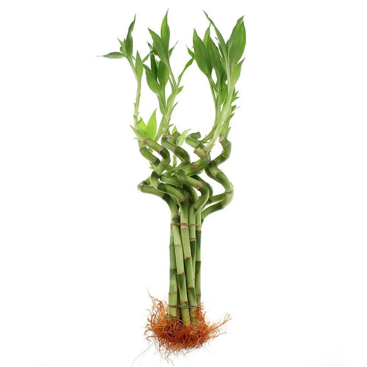 18 “Spiral lucky bamboo (bundle of 3)