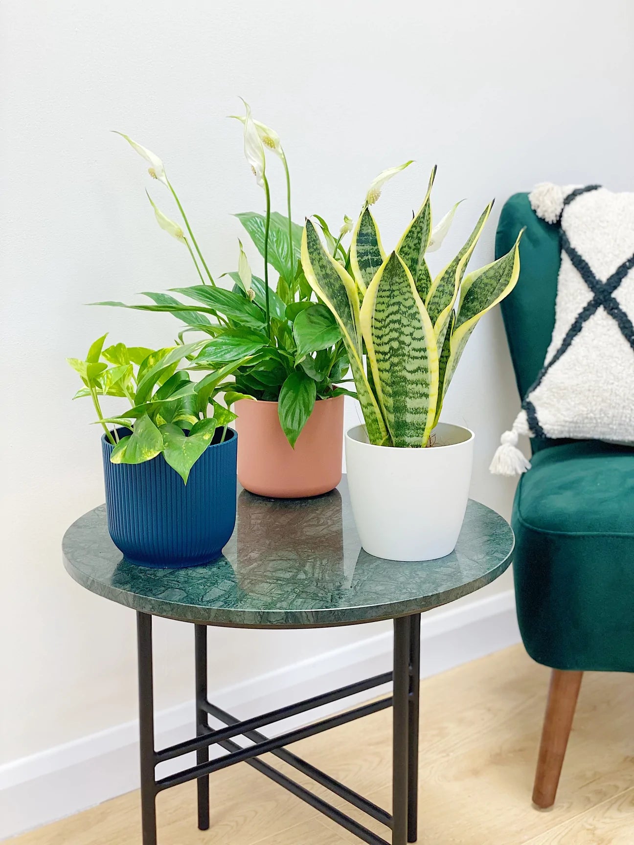 Tropical Houseplant Bundle (Holiday Special Offer)