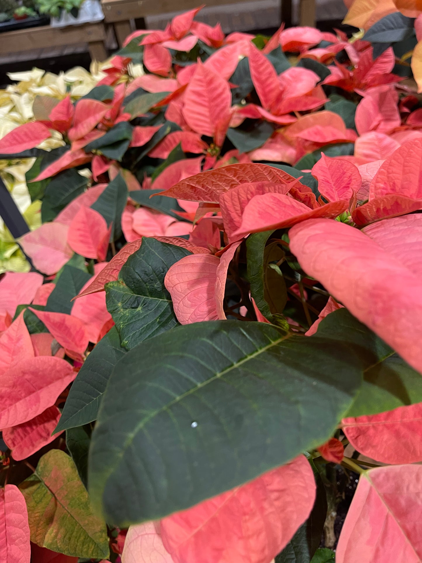 Poinsettia 6”(assorted color)