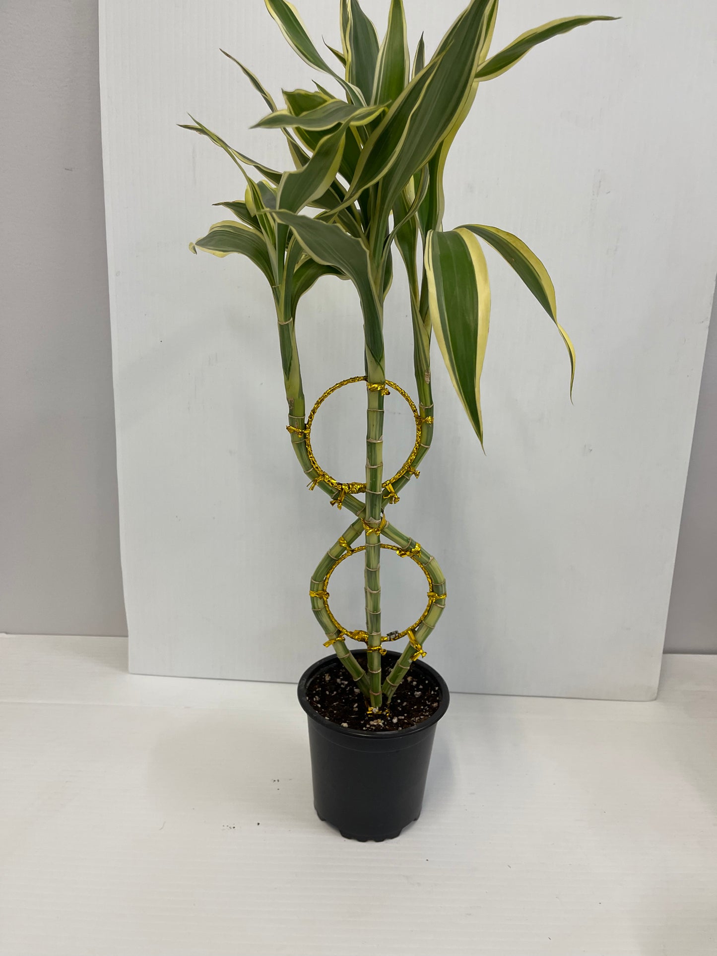 Lucky bamboo Eight