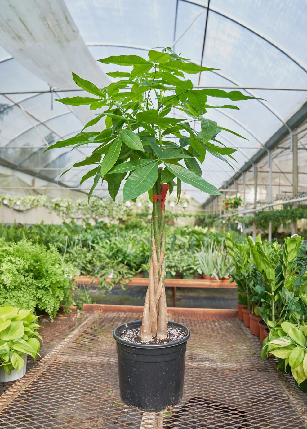 Money Tree (Pachira Aquatica) in growing pot