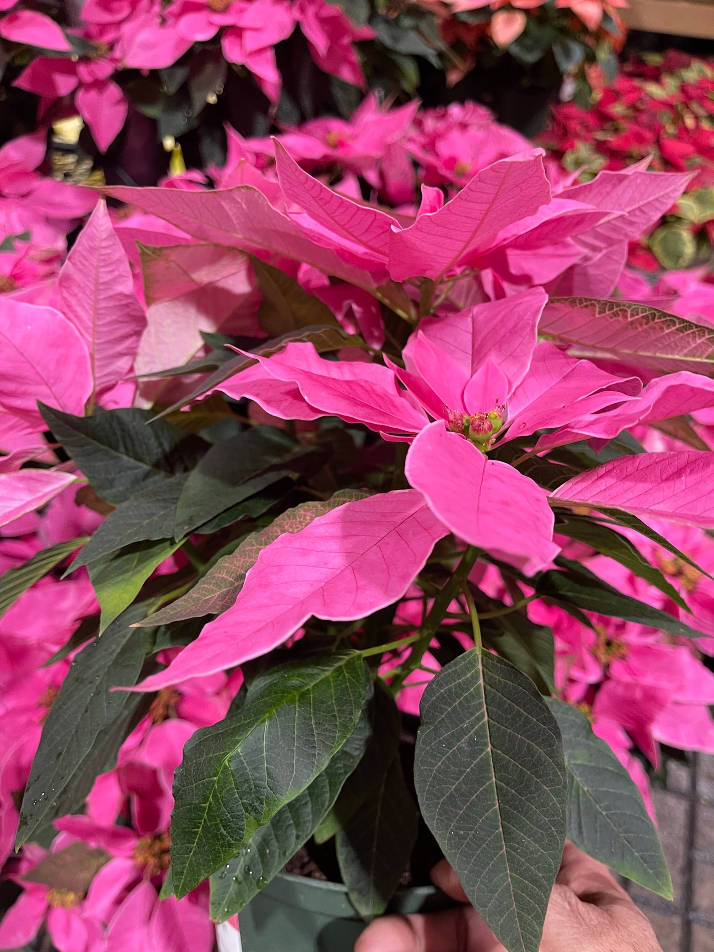 Poinsettia 6”(assorted color)