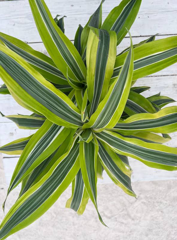 Dracaena Lemon Lime