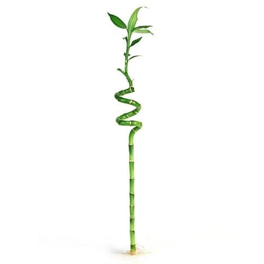 24” Spiral lucky bamboo (3 stems)