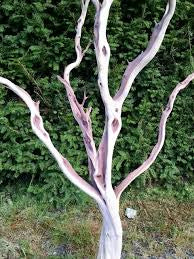 Manzanita wood Tree branches 4’