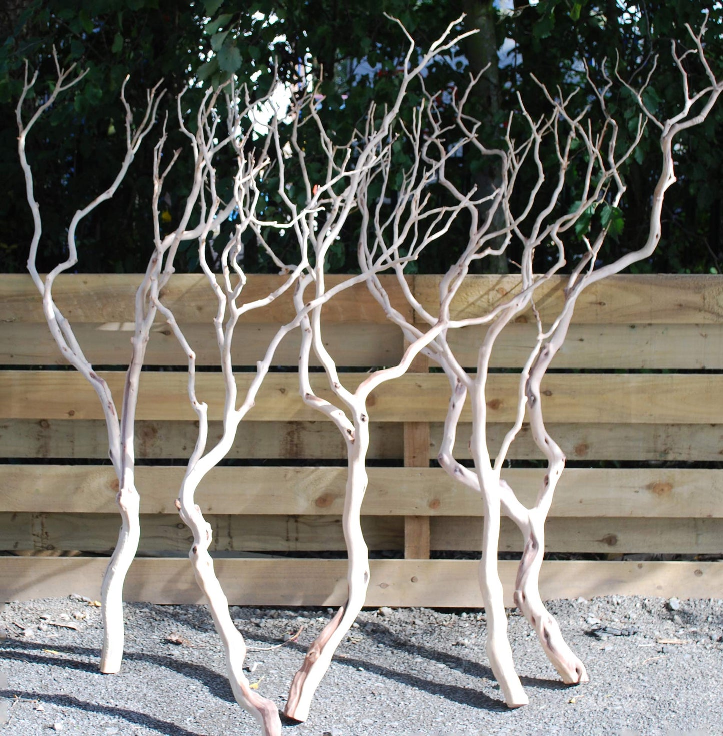 Manzanita wood Tree branches 4’