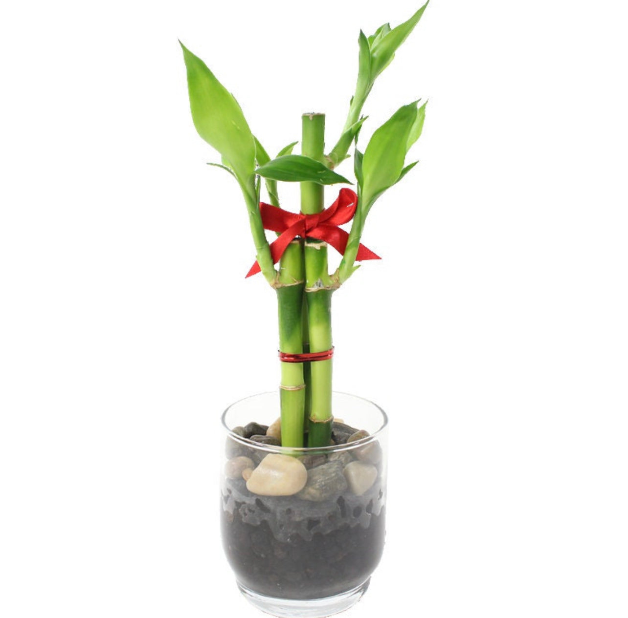 Feng Shui Lucky Bamboo (3 Stalks)