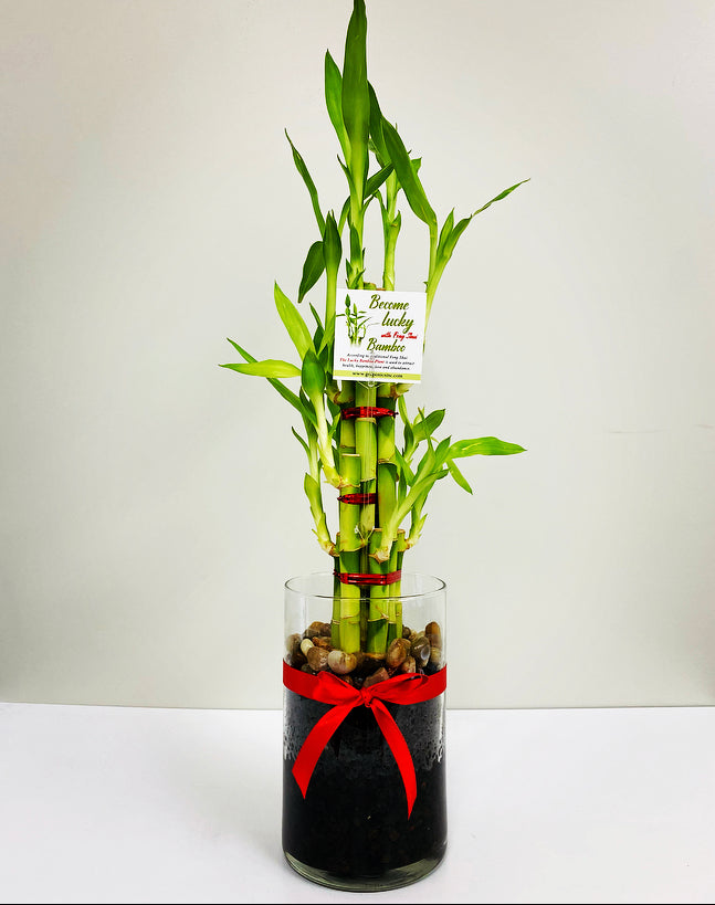 Feng Shui Lucky Bamboo (8 Stalks)