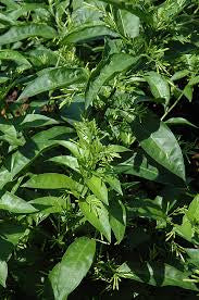 Cestrum Night Blooming Jasmine (grower pot)