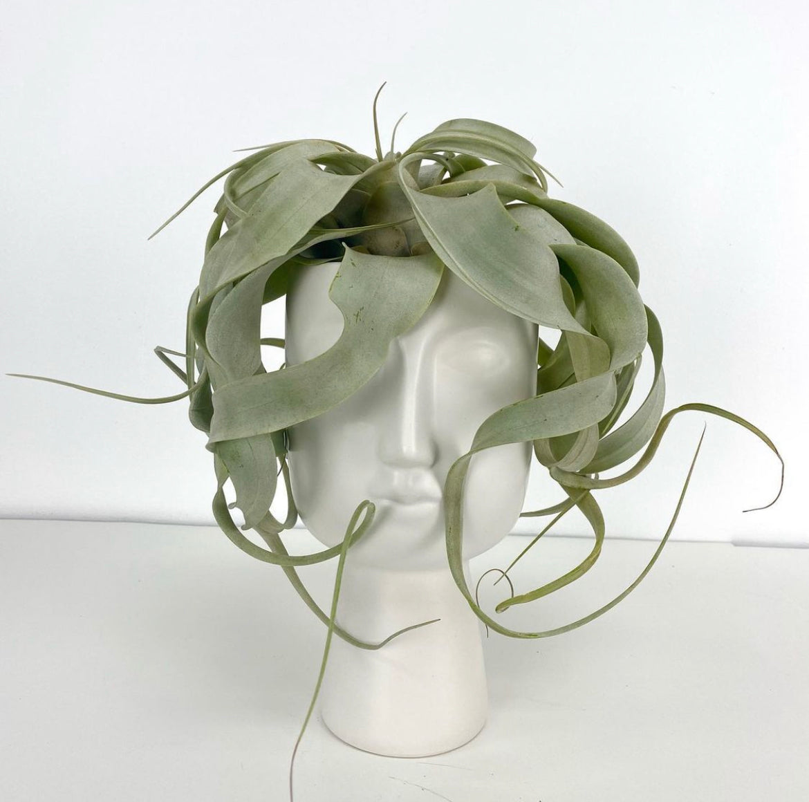 TILLANDSIA XEROGRAPHICA