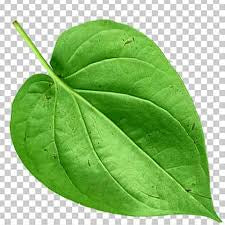 Betel (paan)