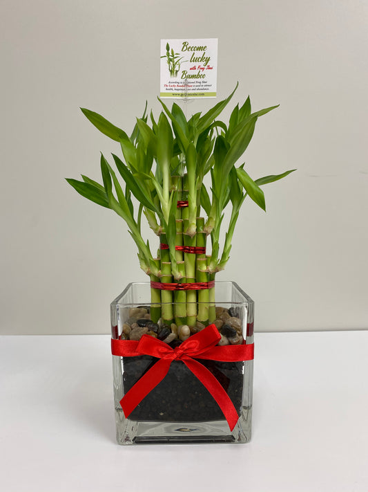 Feng Shui Lucky Bamboo (21 Stalks)