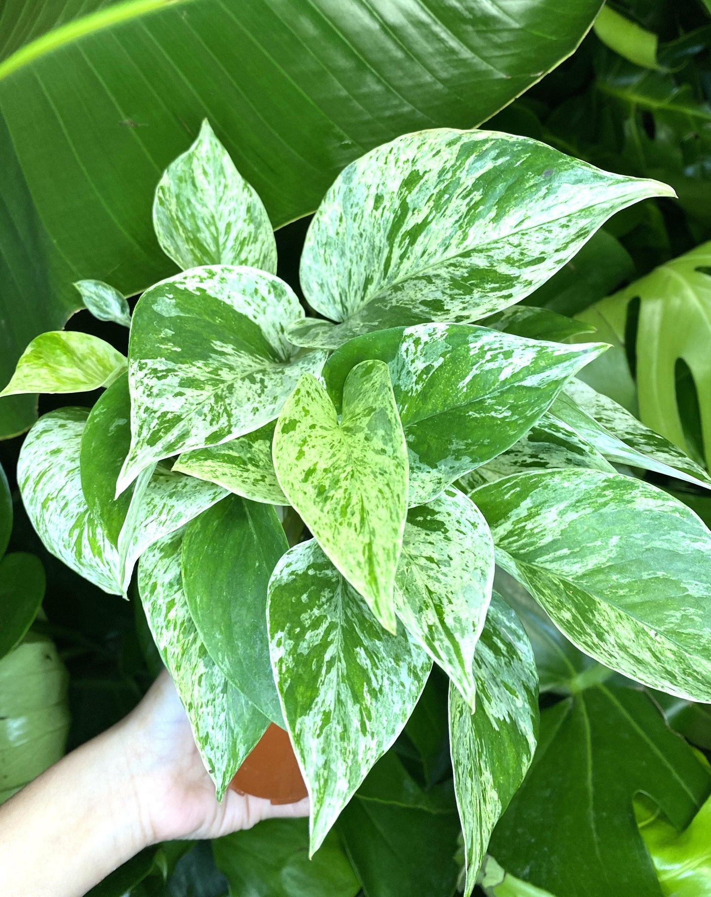 Marble Queen (3.5" /4" /6" Grower Pot) - Geoponics Inc