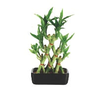 pyramid lucky bamboo with assorted pot)