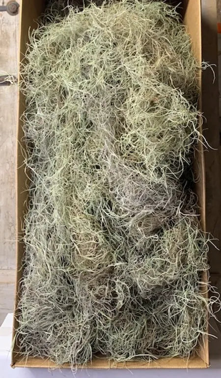 Spanish moss live (4/5 LB)