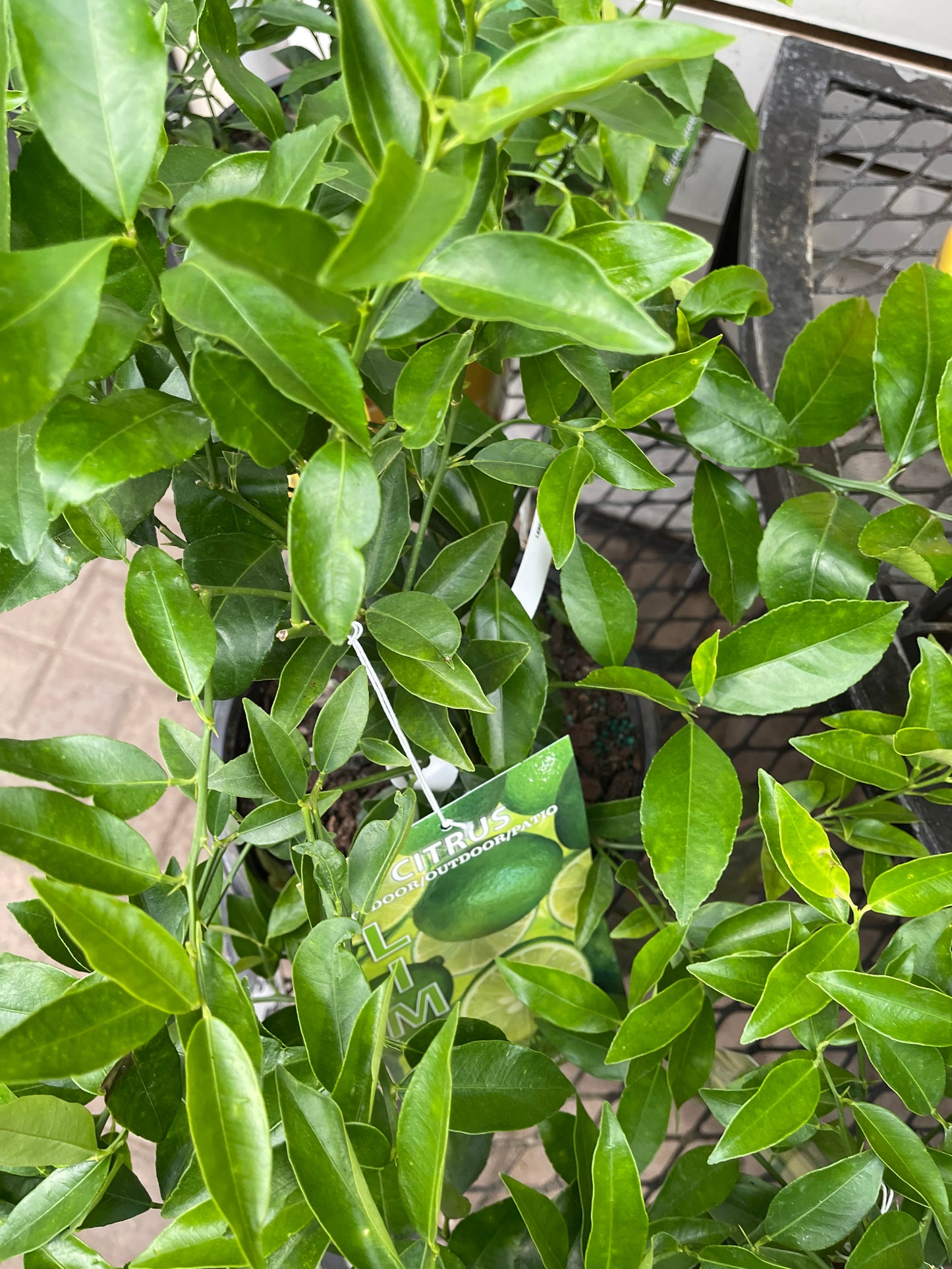 Citrus Lemon Tree