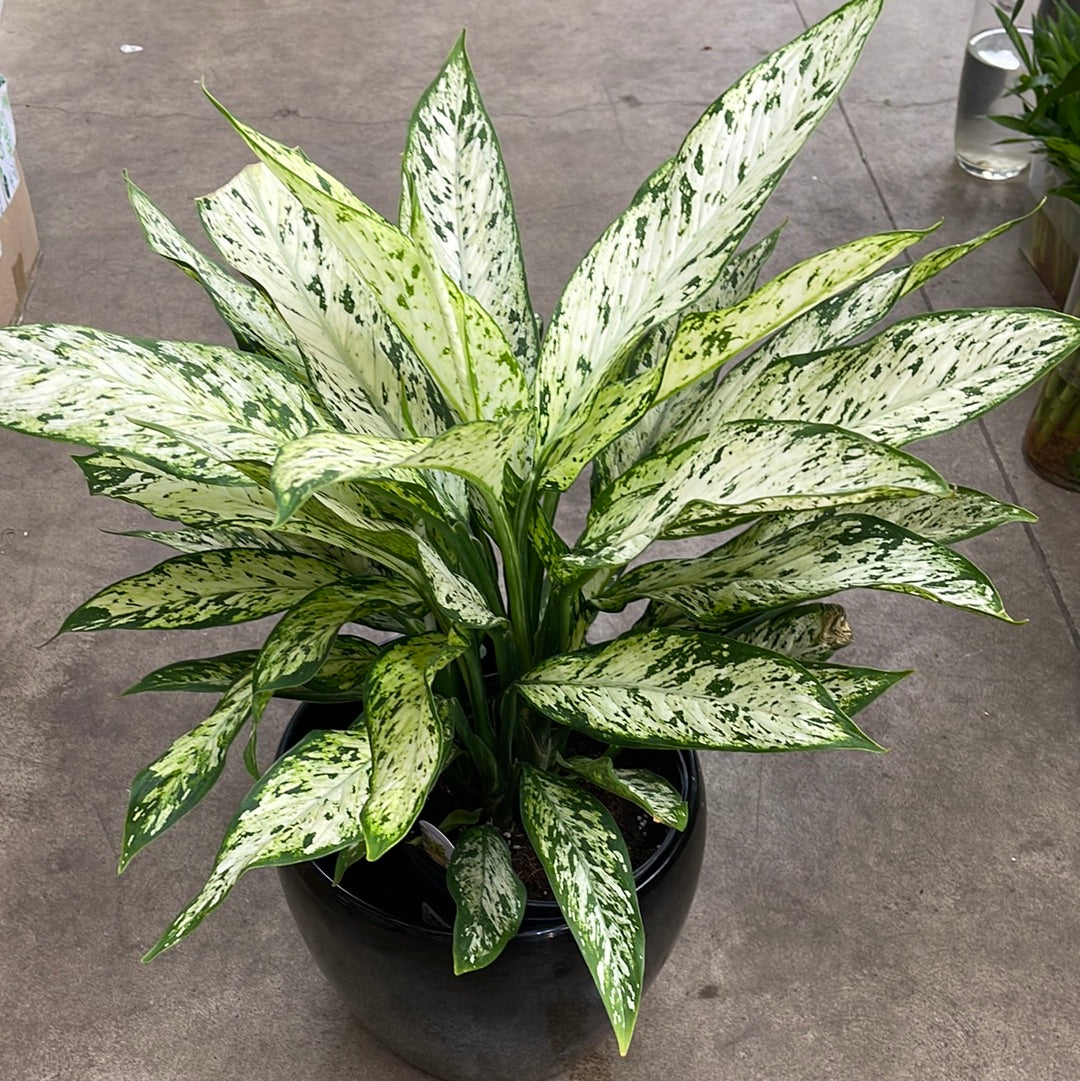 Dieffenbachia10” Dark green sparkle (growing pot