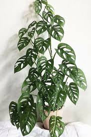 Monstera 10” growing pot (hight 36”)Swiss cheese