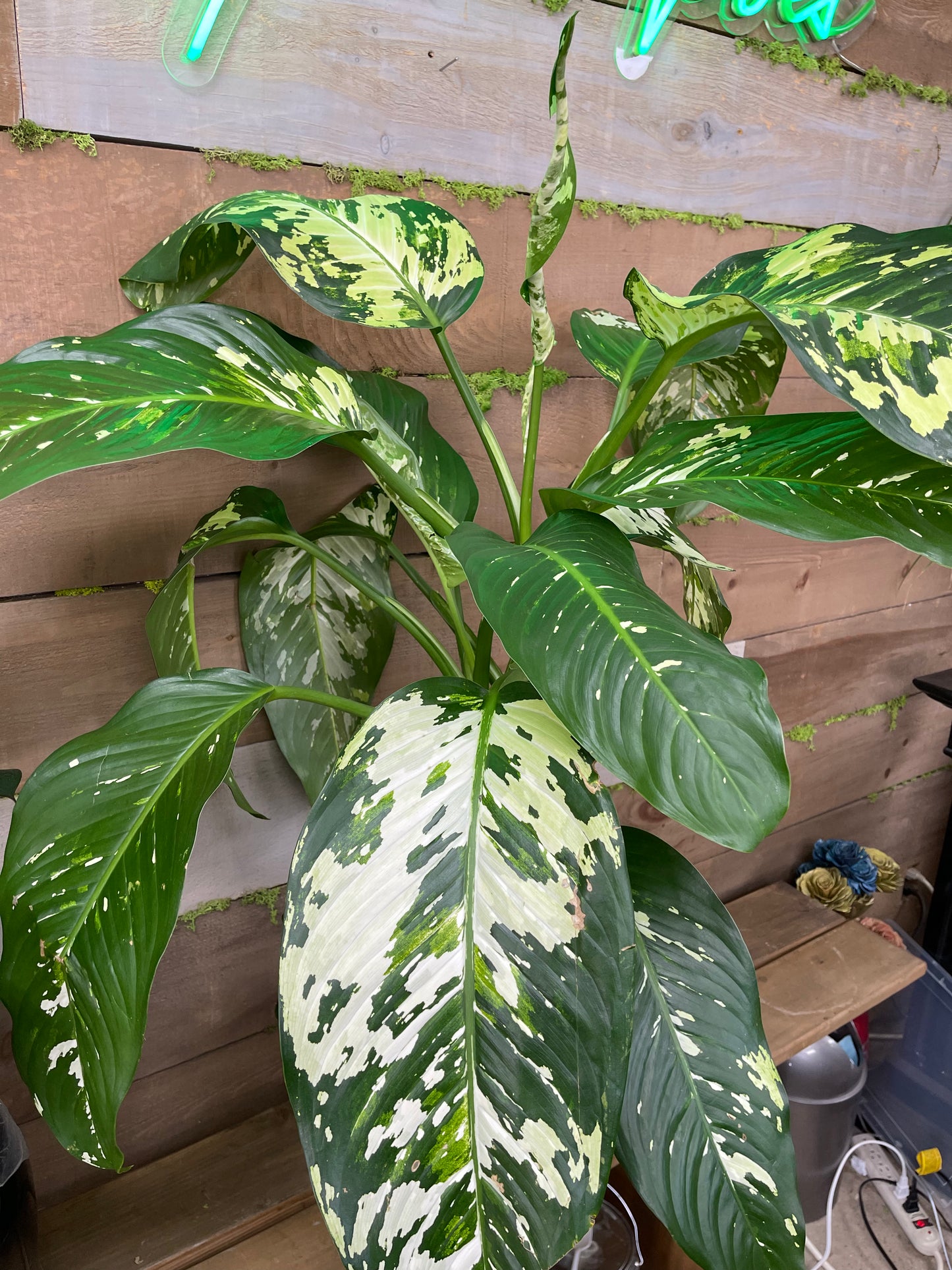 Dieffenbachia variegated 10” pot