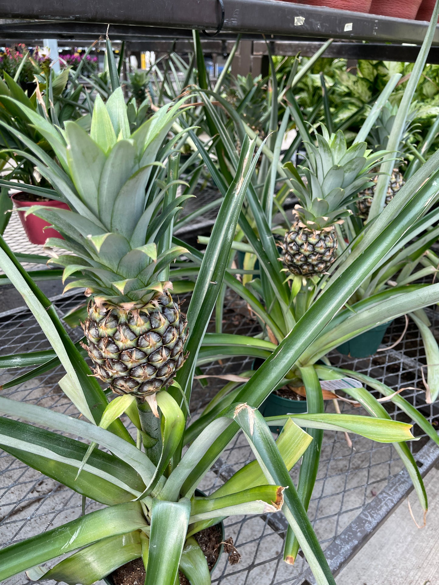 Pineapple Plant (grower pot)