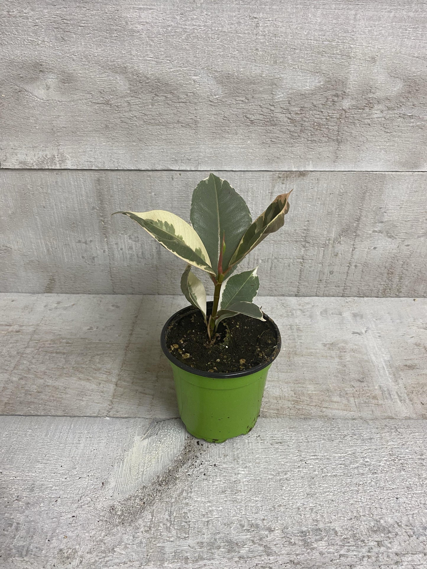 4" Ficus Rubber Plant Variegated (Grower Pot) - Plant Club | Geoponics