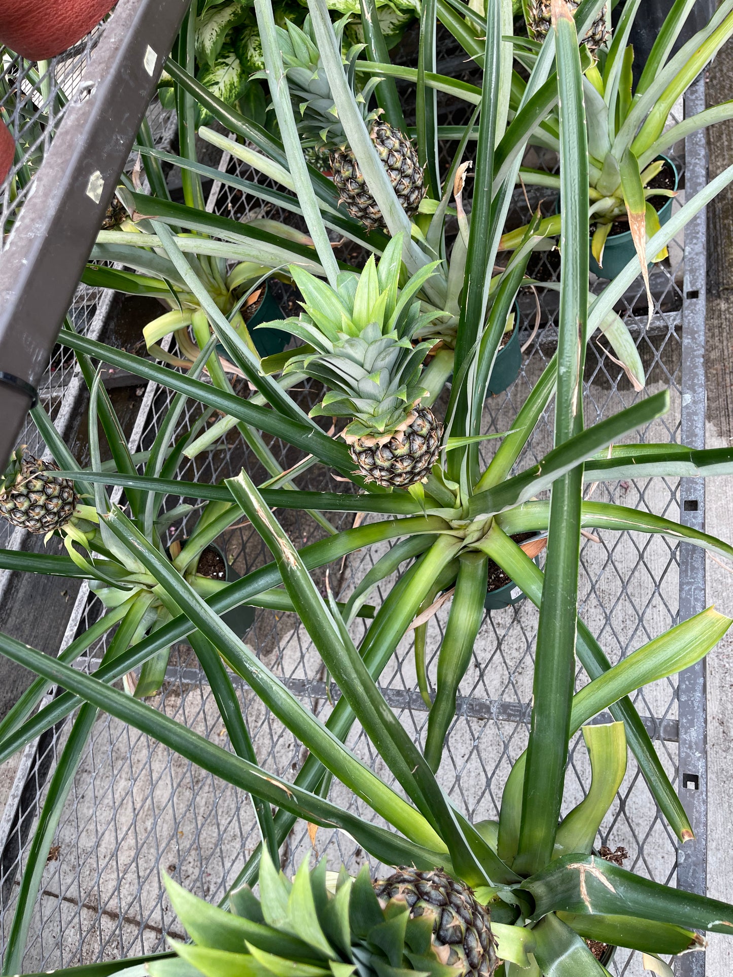 Pineapple Plant (grower pot)