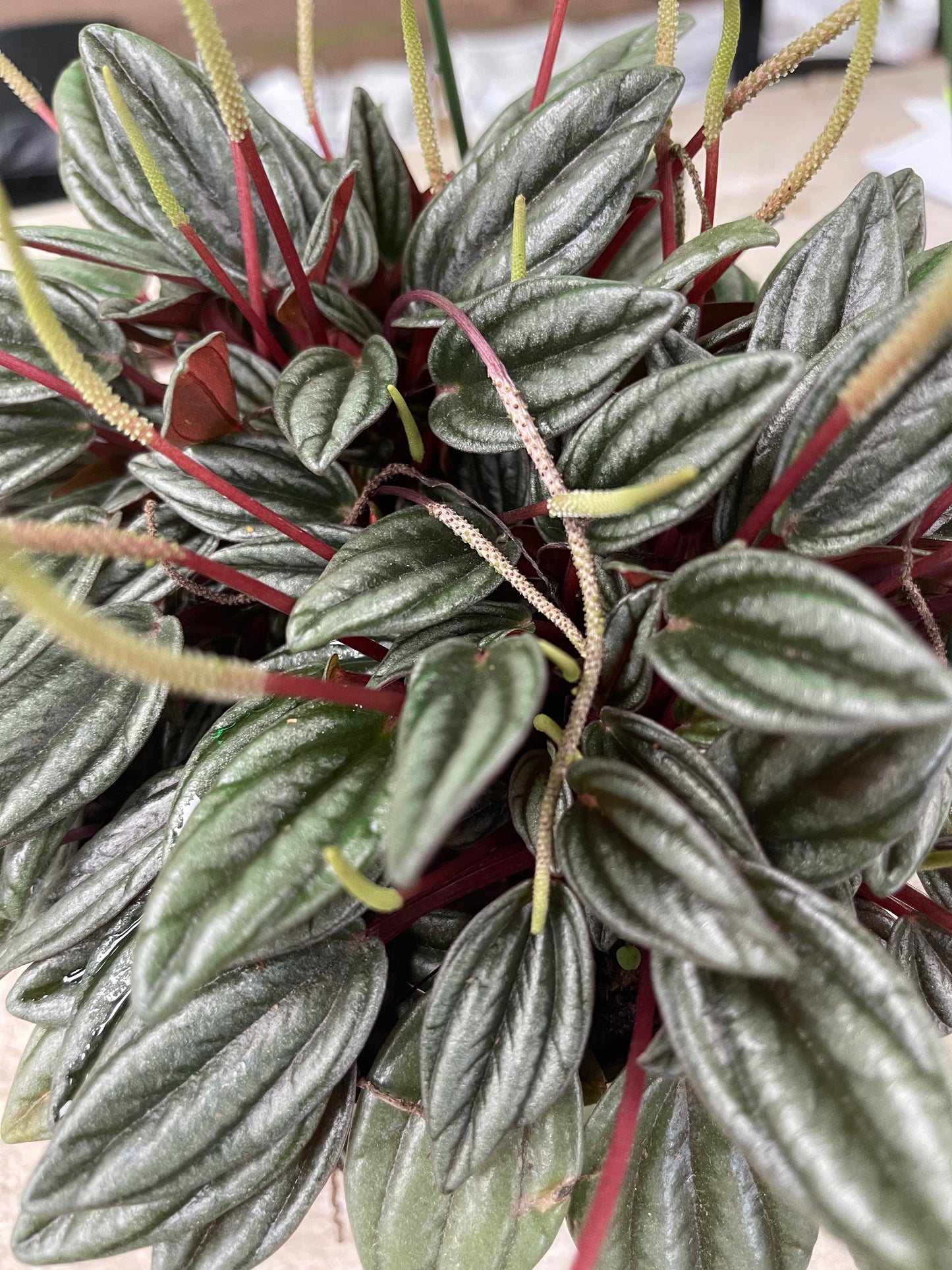 Peperomia Rosso 6” growing pot