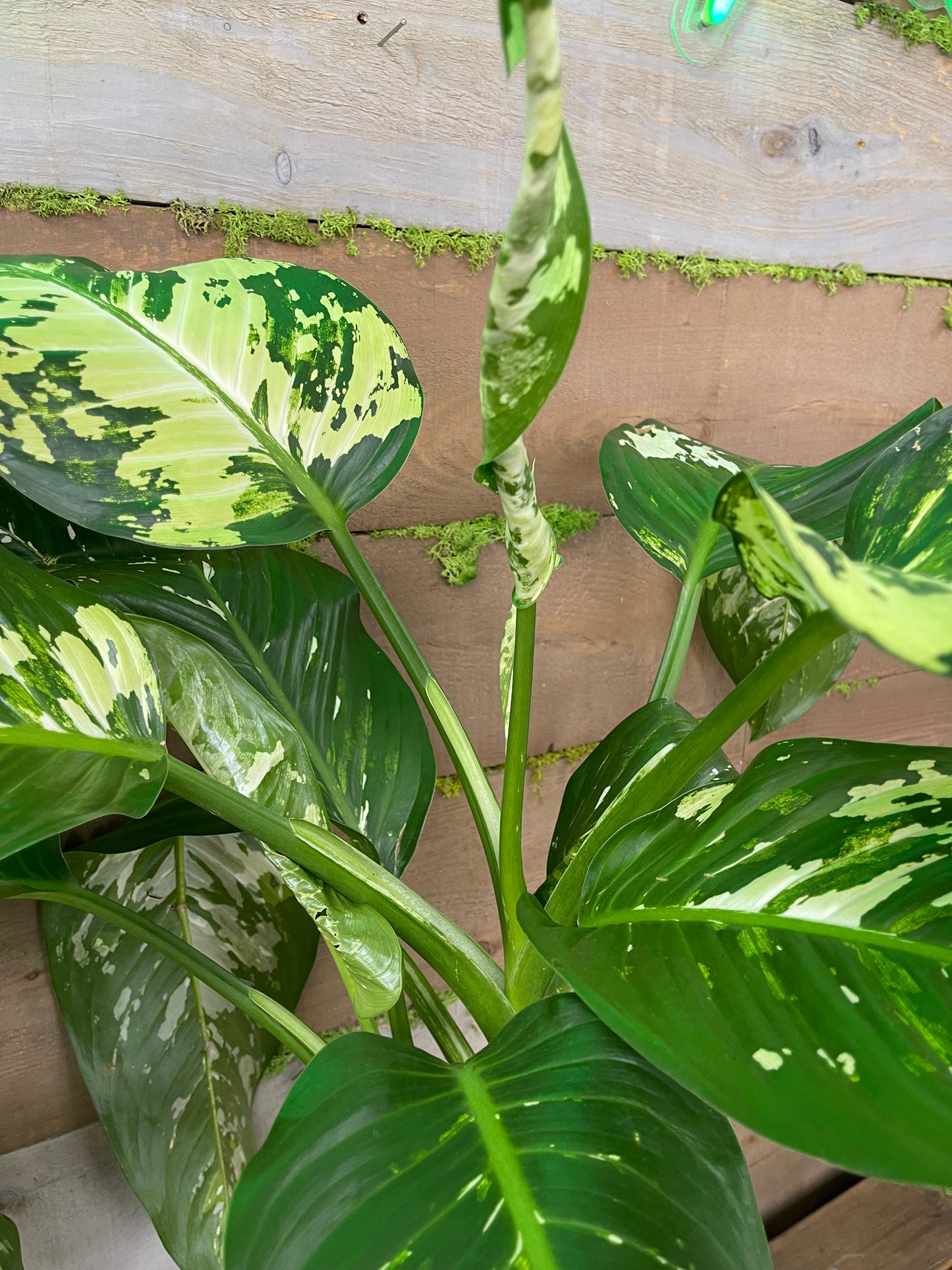 Dieffenbachia variegated 10” pot