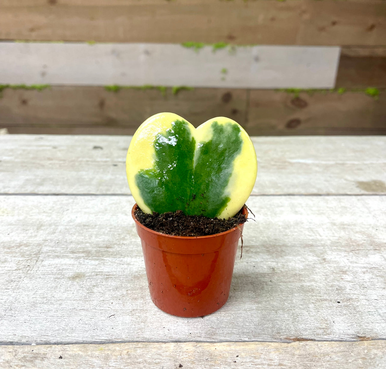 Hoya Heart in growing pot